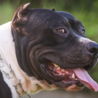 Referencial. El pitbull fue llevado a una perrera.