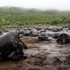 La población de tortugas gigantes en el volcán Alcedo, de la isla Isabela, es la más grande de todas.