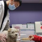 En el país asiático no quieren que las mascotas sufran el mal