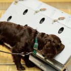 En India, los canes ayudarán en la detección del también llamado virus de Wuhan