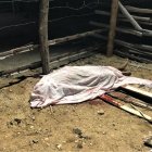 Luis Rogel Gaona, de 21 años, fue asesinado en la parte posterior de una vivienda de Huaquillas.