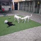 Para que el can esté confortable el lugar deberá ser amplio y contar con todo lo necesario.