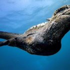 Captura del video del canadiense Shelton Dupree, en que se ve a la iguana buceando.