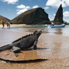 La iguana marina es uno de los atractivos para los turistas que llegan a las islas Galápagos.