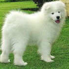 El rostro de este perro tiene una expresión contante de alegría.