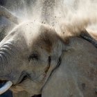 Referencial. El hombre fue derribado por la trompa del paquidermo.