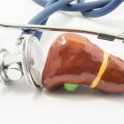 Su función es limpiar y procesar las toxinas