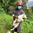 Perrito fue sacado de la quebrada luego de que cayera por accidente.