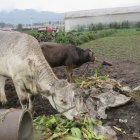 Algunos comuneros encierran sus vacas por la caída de la ceniza.