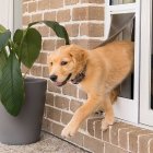 El seguro, al momento, es para perros y gatos, desde los 2 meses hasta los 8 años.