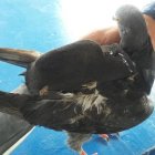 El dispositivo lo llevaba atado sobre sus alas