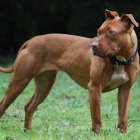 Los perros pitbull son considerados de mucho cuidado por su fiereza.