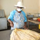 Luisa Alba Cifuentes Ulloa lleva 40 años salando pescado en Santa Rosa.