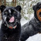 Esta inusual pareja se ha convertido en la favorita de Tik Tok.