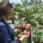 En el bosque de frutas existen plantas cultivadas con  productos orgánicos.