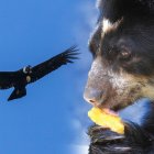 En el marco del programa 'Quito Biodiverso', el Zoológico de Quito y la Secretaría de Ambiente del DMQ se unen para evitar la extinción de ambas especies.