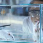 La medicina aplicada revierte el mal en ratas de laboratorio, un paso previo a aplicarla en humanos, dicen sus descubridores.