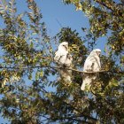 Conocidas como Corellas, las pequeñas cacatúas pueden causar problemas a los habitantes.