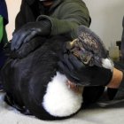 El ejemplar fue trasladado a Quito para que reciba atención de veterinarios especializados.