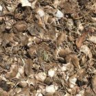 una plaga de ratas tiene a mal traer a una población de Australia.