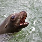 Procesarán a persona que atropelló a un lobo de mar.