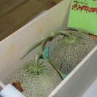 Los melones subastados en Japón.