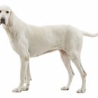 Es un animal muy inteligente y fiel con sus humanos.