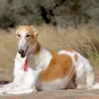 Es un perro que se caracteriza por su pelaje.