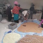 Comuneros acuden a la molienda para procesar su cebada.