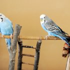 Los expertos recomiendan tenerlos en parejas.