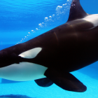 Las orcas suelen golpear a sus presas para después devorarlas.