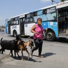 Maribel 
Armijos recorre
varios sectores de Guayaquil con dos chivas, Negra y Marbella, para 
vender su leche.