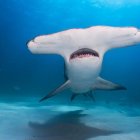 los tiburones martillo