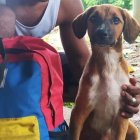 Cholita es la perrita que hizo travesía a pie junto a su amo.