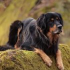 Es una raza muy pegada a sus amos y territorialista.