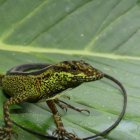 La lagartija fue localizada en las vertientes del Pacífico de los Andes.