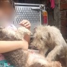 Camila refugia sus aflicciones compartiendo y mimando a las mascotas de su padre.