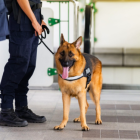 No todos los perros pueden ser policías. En China deben morder como mínimo