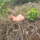 El cadáver estaba cubierto con una tela color naranja entre la maleza.