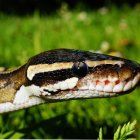 Serpiente muerde a un hombre estando en el baño.