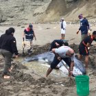 Un hombre reportó que el animal estaba varado en la playa de Anconcito.