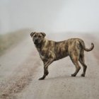 El pelaje atigrado de este can es su característica más común.