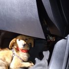 La mascota espera por una familia que lo adopte.