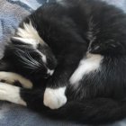 Fígaro era querido por todos los vecinos de la calle Francia.