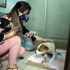 La mascota se recupera de los 20 puntos que debieron coserle en la mandíbula. Aún tiene revisiones pendientes