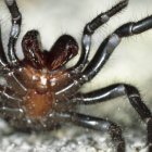 Una araña austaliana puede matar con su veneno, pero al mismo tiempo, a partir de este se podría curar a humanos.