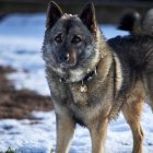 Se trata de un animal independiente y fuerte.