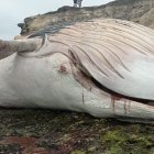 La enorme ballena fue encontrada muerta en un sector de Ayangue.