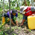 Los agricultores sacan el agua de los pozos.