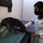 La fundación que la acogió necesita donaciones para este y otros casos.